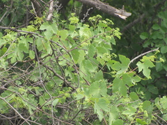 Ampelopsis humulifolia