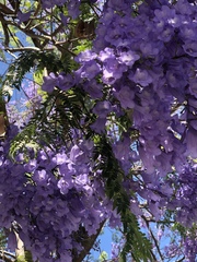 Jacaranda mimosifolia