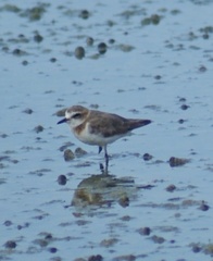 Charadrius javanicus