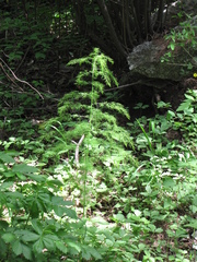 Asparagus schoberioides