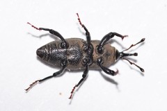 Sphenophorus parvulus