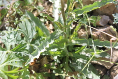 Castilleja scorzonerifolia