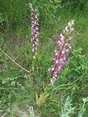 Himantoglossum formosum