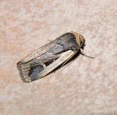 Proteuxoa tortisigna