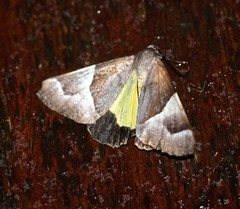 Niceteria macrocosma
