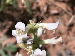 Penstemon lentus albiflorus