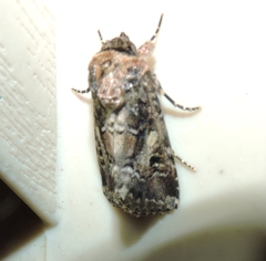 Spodoptera umbraculata