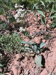 Penstemon lentus albiflorus