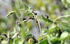 Liometopum apiculatum