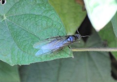 Liometopum apiculatum