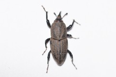 Sphenophorus parvulus