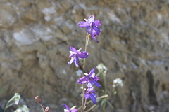 Delphinium madrense