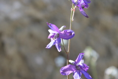 Delphinium madrense