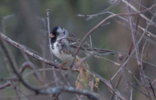 photo of Harris's Sparrow (Zonotrichia querula)