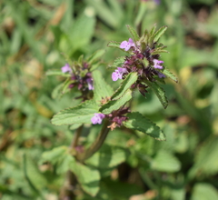 Stachys agraria