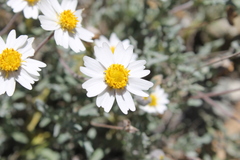 Melampodium cinereum