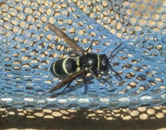 Pachodynerus californicus