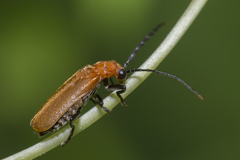 Polemiosilis
