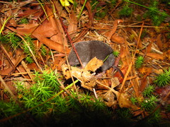 Blarina carolinensis