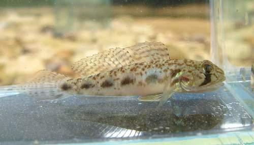 Largemouth tankgoby (Oligolepis stomias) — Gobiidae — 2