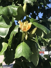 Liriodendron tulipifera