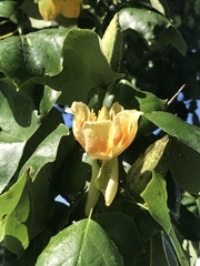 Liriodendron tulipifera