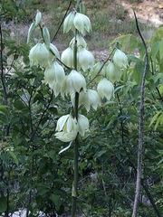 Yucca rupicola