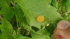 Puccinia coronata
