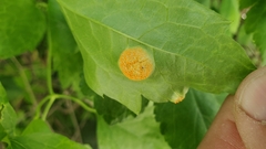 Puccinia coronata