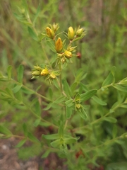 Hypericum