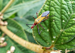 Zelus laticornis