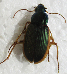 Chlaenius peringueyi