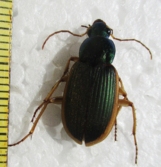 Chlaenius peringueyi