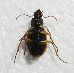 Chlaenius peringueyi