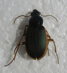 Chlaenius peringueyi