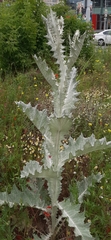 Onopordum acanthium