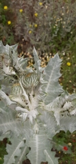 Onopordum acanthium