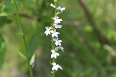 Lobelia spicata