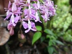 Epidendrum nanegalense