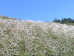 Stipa lithophila