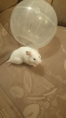 Mesocricetus auratus