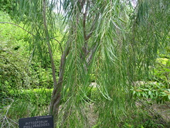 Pittosporum phillyreoides