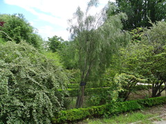 Pittosporum phillyreoides