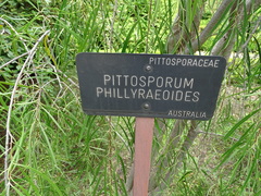 Pittosporum phillyreoides
