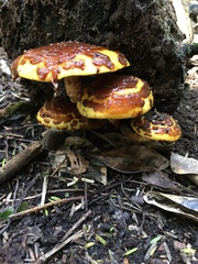 Pholiota glutinosa