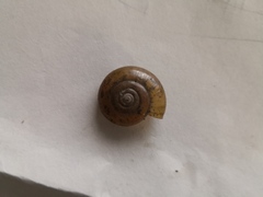 Macrochlamys superlita