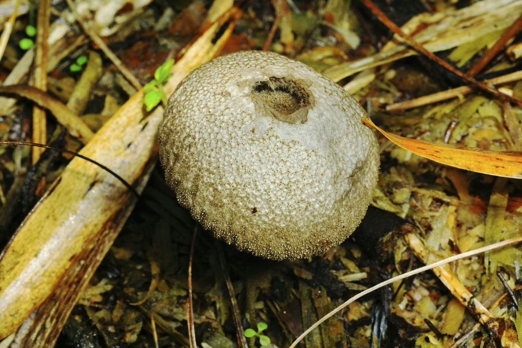Lycoperdon perlatum · June 2020 · photo: © danielmesa1 (iNaturalist, cc-by)