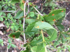 Puccinia graminis