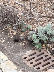 Thryomanes bewickii spilurus