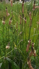 Plantago lanceolata